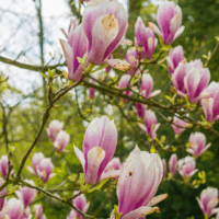 Magnificient Magnolia