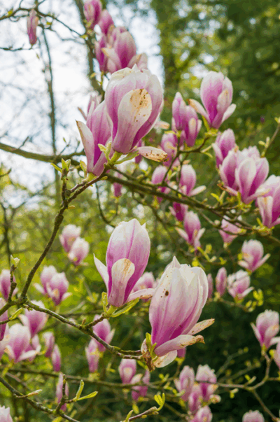 Magnificient Magnolia