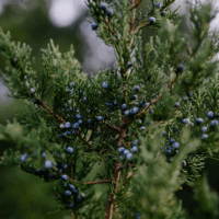 Nordic Juniper