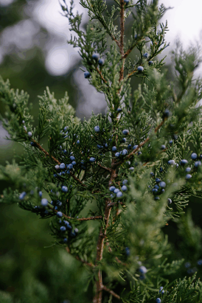 Nordic Juniper