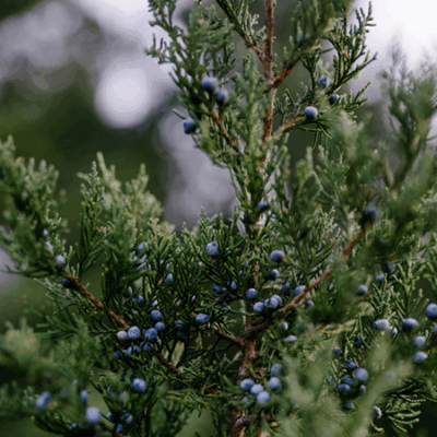Nordic Juniper