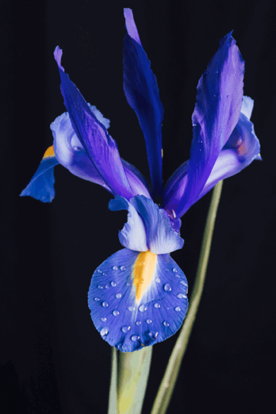 Porcelain Iris
