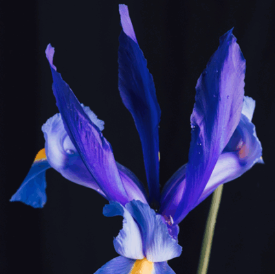 Porcelain Iris