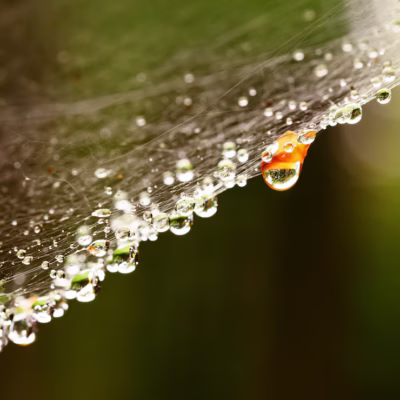 Refreshing Spring Rain