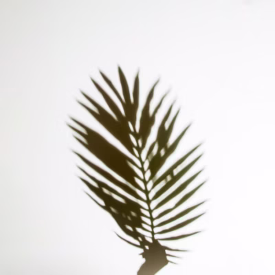 Shadow Vetiver