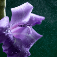 Velvet Violet