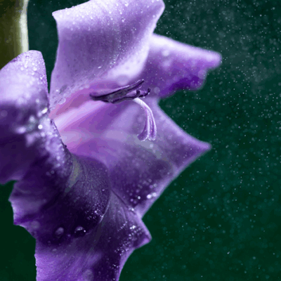 Velvet Violet
