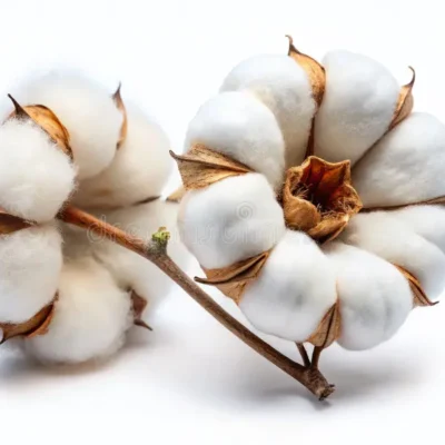 Pristine Cotton Flower