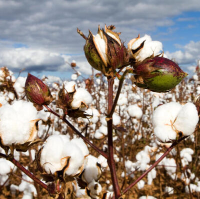 Pure Cotton Fields