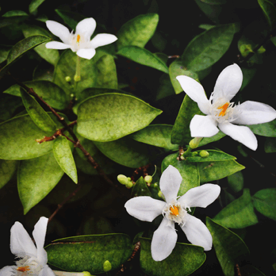 Jasmine